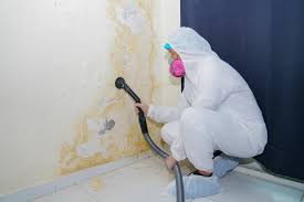 Environmental Consulting for Mold Prevention in Raceland, KY